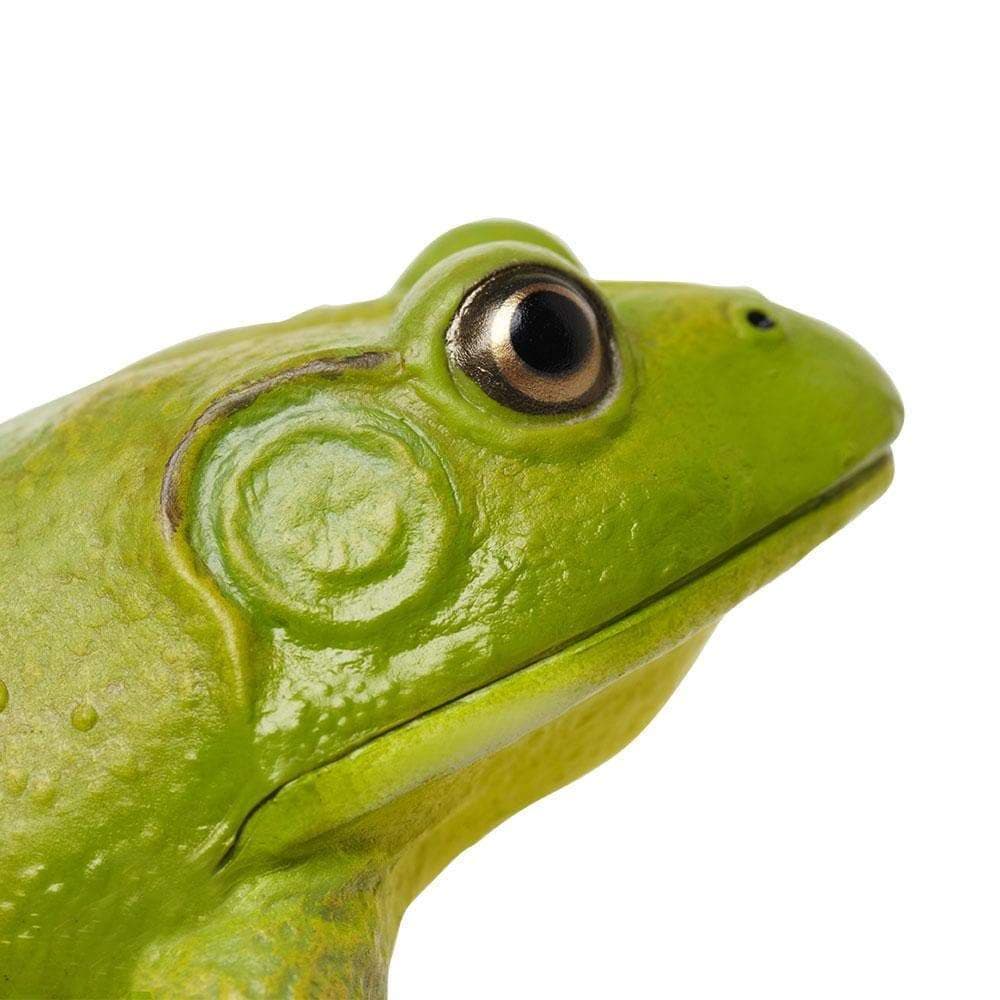 Figurina - American Bullfrog | Safari