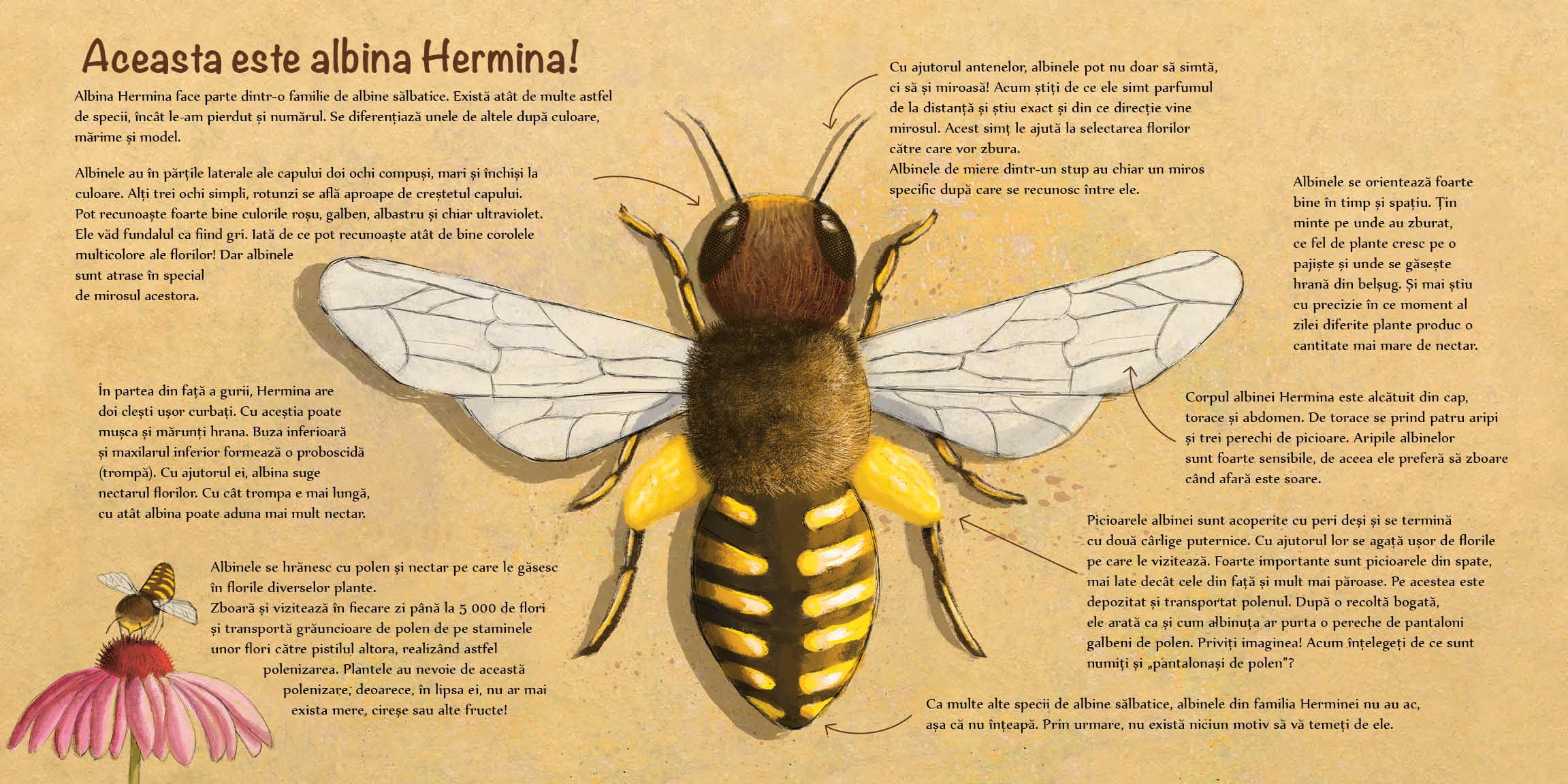 Harnica albinuta, vei gasi alta casuta? | Andrea Reitmeyer