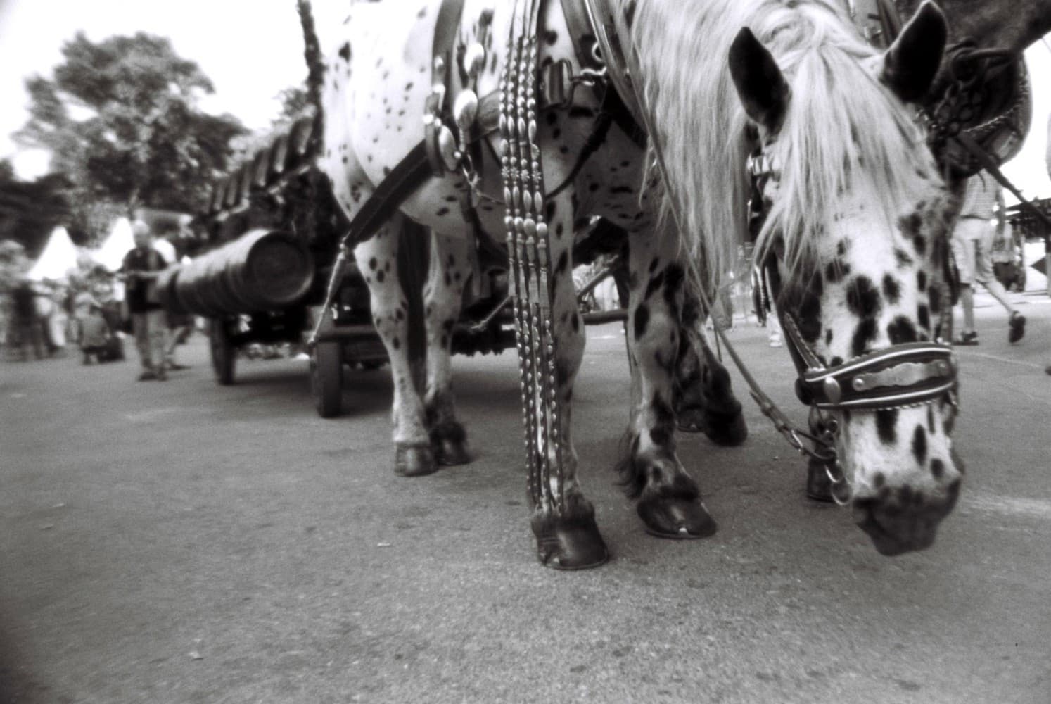 3 Filme foto - Lady Grey B&W 400 ISO 35mm | Lomography