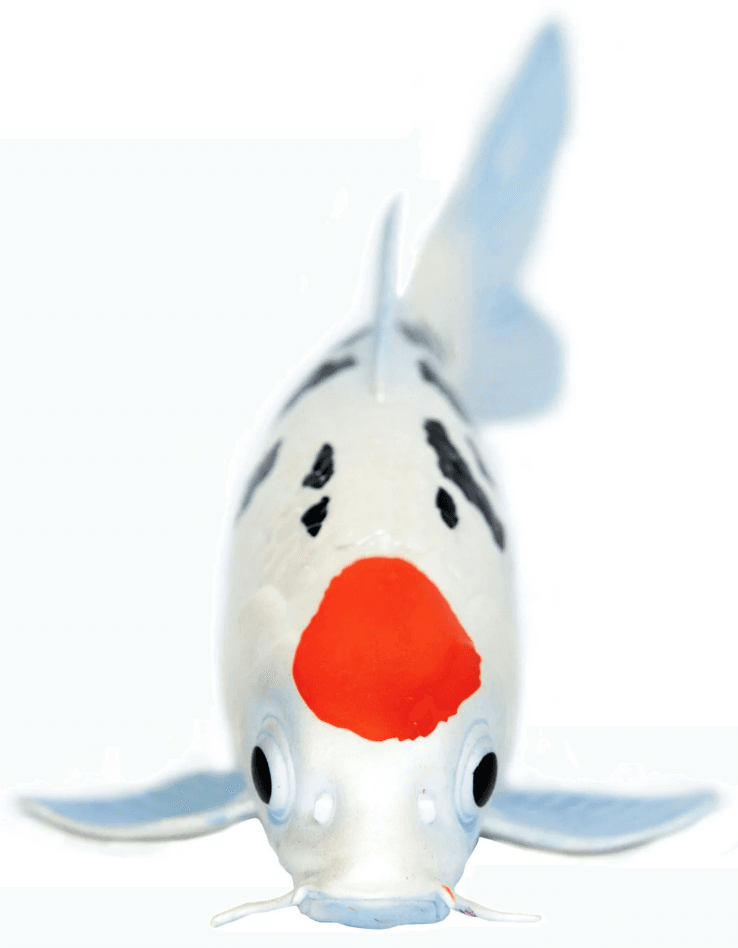 Figurina - Koi Fish - Tancho Toy | Safari