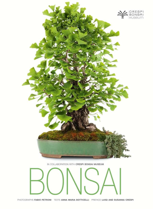 Bonsai | Anna Maria Botticelli