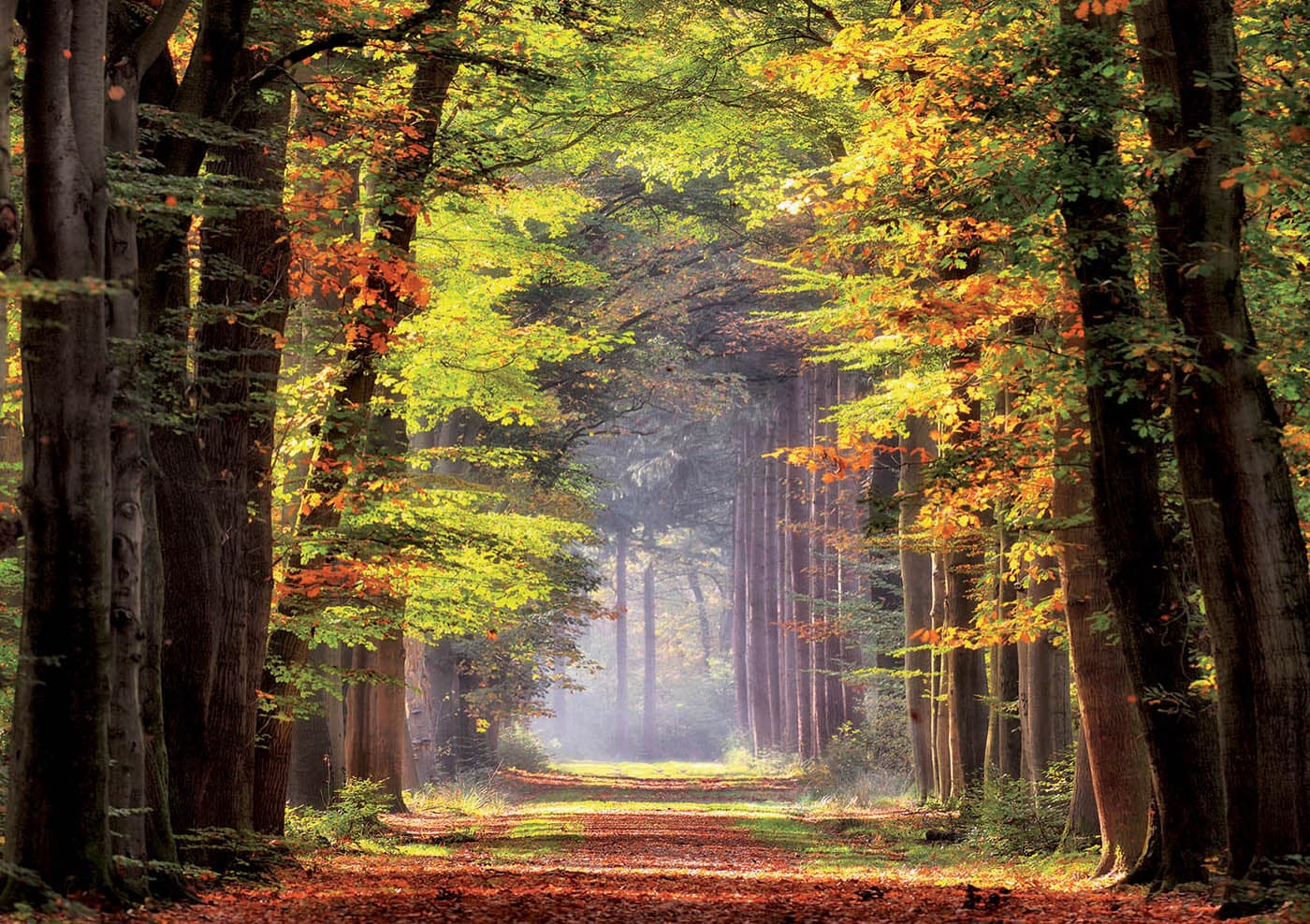 Puzzle 1000 piese - Fall Walkway | Educa