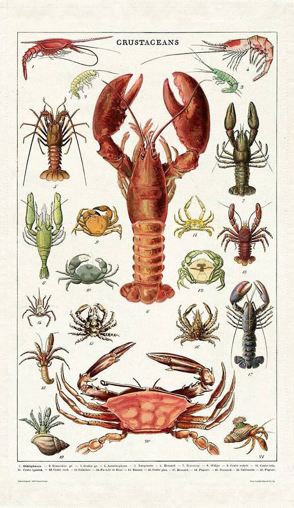 Servet pentru ceai-Crustacee | Cavallini Papers & Co. Inc.