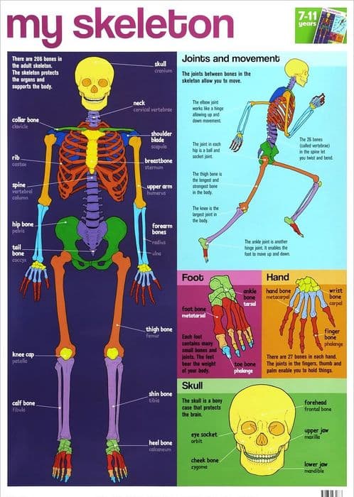 My Skeleton Wallchart |
