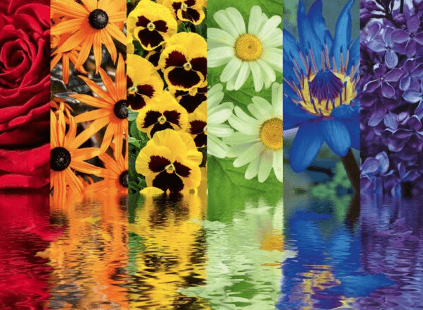 Puzzle 500 piese - Floral Reflections | Ravensburger