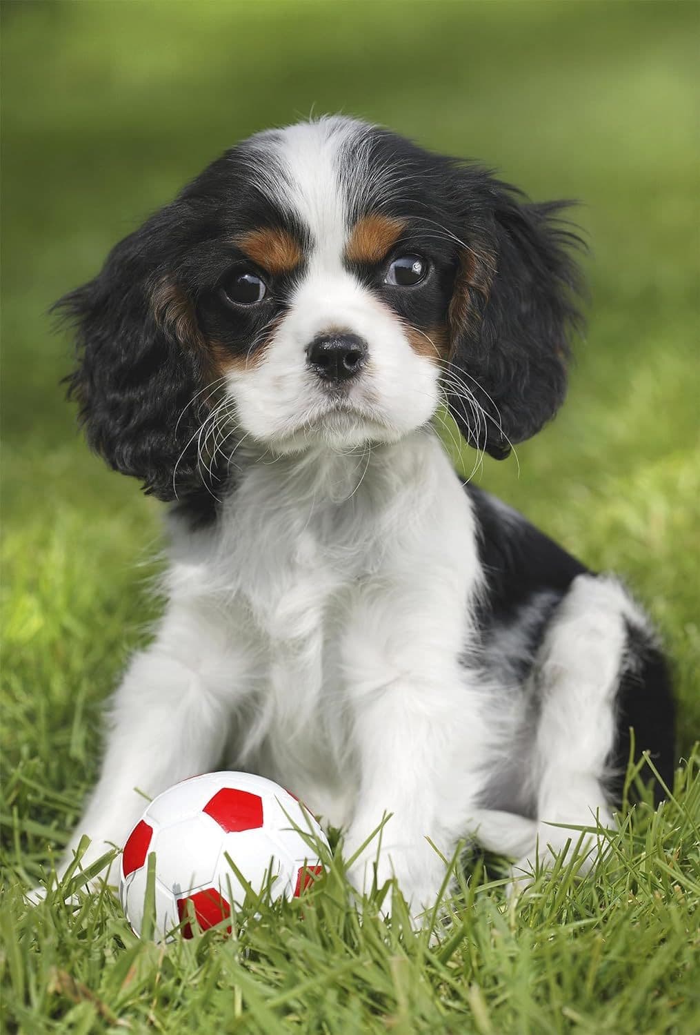 Puzzle 3x48 piese - My favorite baby pets | Schmidt