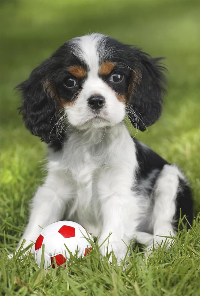 Puzzle 3x48 piese - My favorite baby pets | Schmidt