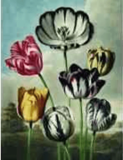 Puzzle 1000 piese - Pochon the Dybdhal v. Tulipes | Kiub