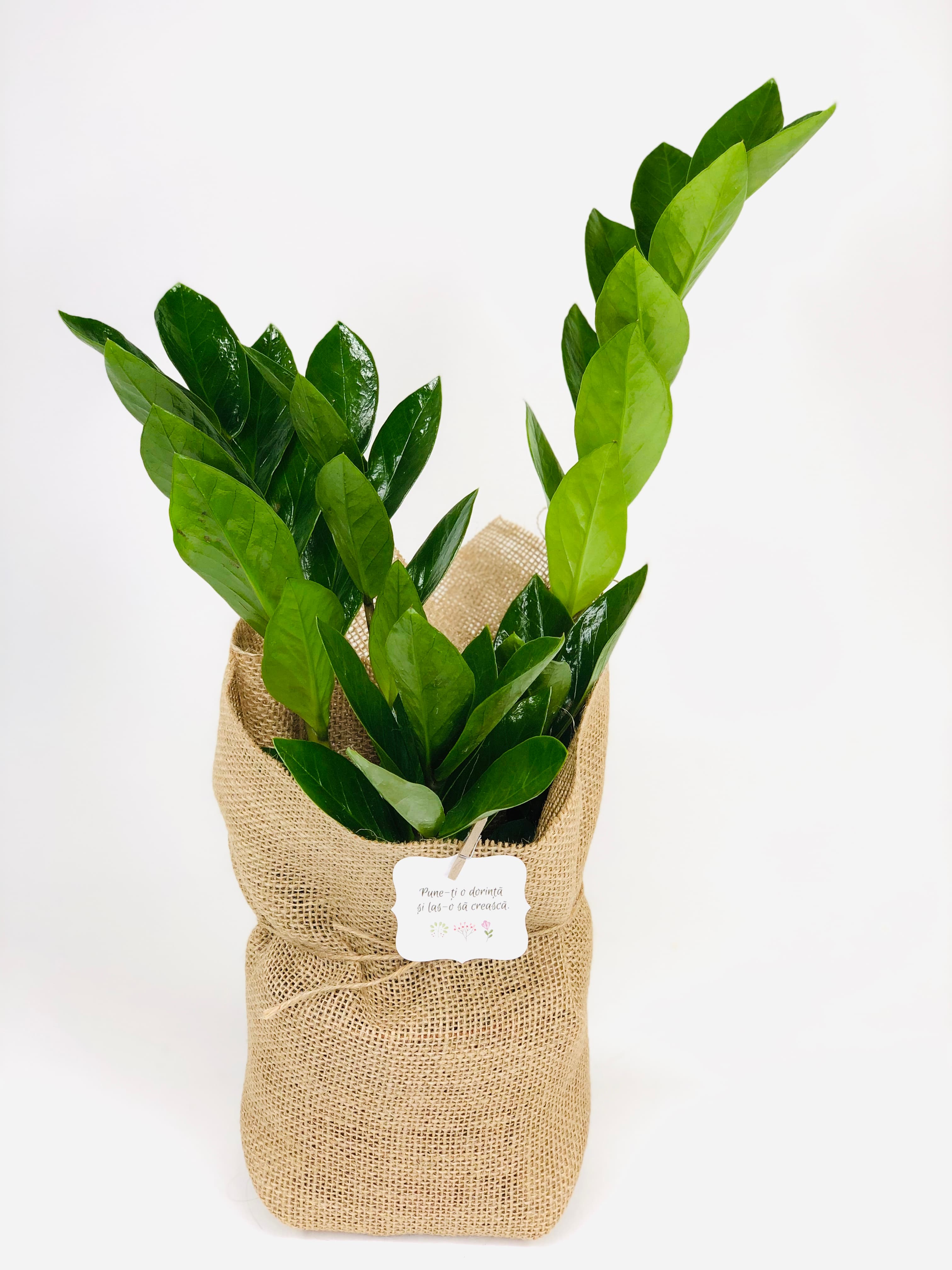 Planta interior Zamioculcas  Zamifolia sac | Plante Cadou