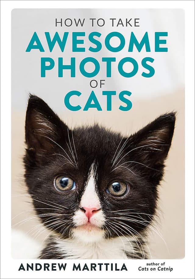 How to Take Awesome Photos of Cats | Andrew Marttila